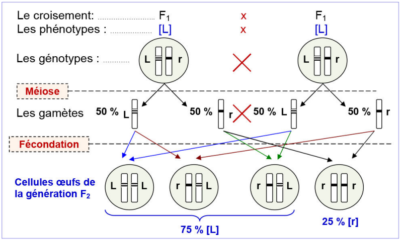 Les lois statistiques de la transmission des caractères héréditaires chez les diploïdes